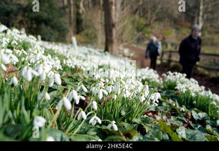 Die Menschen laufen an Schneeglöckchen vorbei, die im Painswick Rococo Garden in der Nähe von Stroud in Gloucestershire ausgestellt sind, da das warme Wetter Anzeichen eines frühen Frühlings hervorruft. Bilddatum: Mittwoch, 2. Februar 2022. Stockfoto