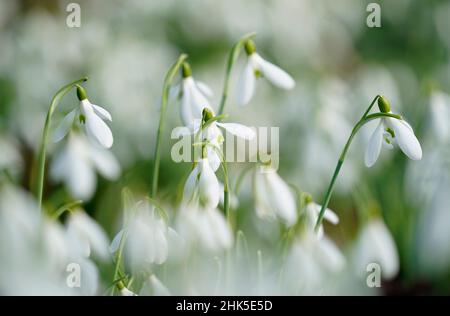 Schneeglöckchen werden im Painswick Rococo Garden in der Nähe von Stroud in Gloucestershire ausgestellt, da das warme Wetter Anzeichen eines frühen Frühlings hervorruft. Bilddatum: Mittwoch, 2. Februar 2022. Stockfoto