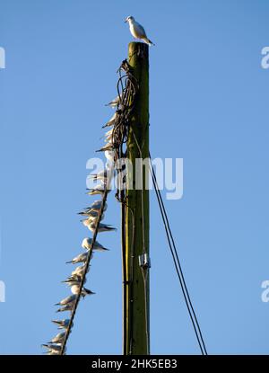 Was braucht es, um der große Boss zu sein, König des Hügels, wenn du eine Möwe bist? Dieser Top-Vogel ist wahrscheinlich nicht der handsötigste, sexieste oder cleverste. Aber ich Stockfoto