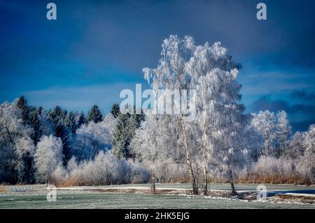DE - BAVARIA: Früher Frost im Loisach Moor bei Benediktbeuern Stockfoto