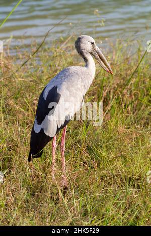 Ein Storch im Yala National Park Sri Lanka N4 Stockfoto