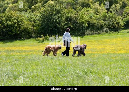 Wie kann man sich entspannen? Eine idyllische Kulisse, die Sie bei einem Spaziergang durch die schönen afghanischen Hunde durch Wittenham-Klumpen im ländlichen Bergland von Bergshire sehen. Wittenham Klumpen sind ein Paar o Stockfoto