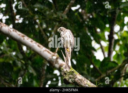 Broad-winged Hawk, Buteo platypterus, der während des Regenschauens im Wald auf einem Ast steht. Stockfoto