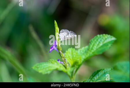 Ein kleiner weißer und brauner Schmetterling und eine violette Vervain-Blume in einem Garten mit verschwommenem Hintergrund. Stockfoto