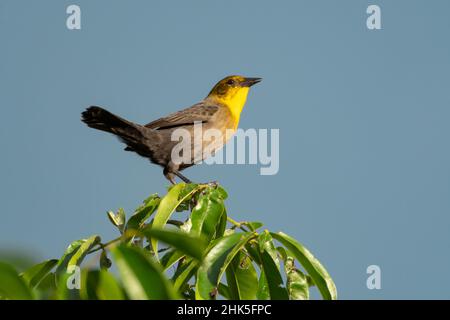 Weibliche Gelbhaubenschweine, Chrysomus icterocephalus, zwitschert auf einem Baum im frühen Morgenlicht isoliert gegen den blauen Himmel. Stockfoto