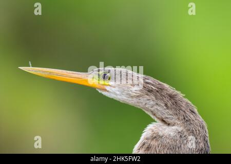 Kopfschuss eines Anhinga, (fetter Vogel), mit einer Nahaufnahme seines Auges und einem langen Schnabel mit grünem Hintergrund. Stockfoto