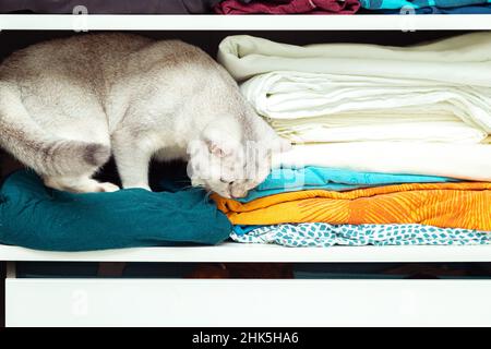 Britische Silberkatze versteckt sich in einem Schrank. Ungewöhnliches Tierheim, Katzengewohnheiten. Stockfoto