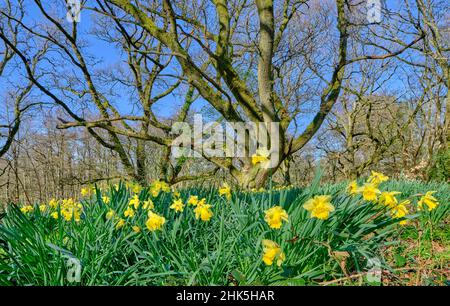 Eine große Anzahl von wilden Narzissen (Narcissus) wächst in einem Wald mit Bäumen im Hintergrund an einem hellen sonnigen Frühlingstag im April, England, Großbritannien Stockfoto