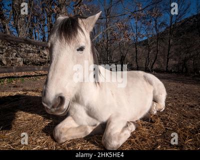 Vorderansicht des weißen andalusischen Pferdes, das in der Wintersonne ruht. Stockfoto