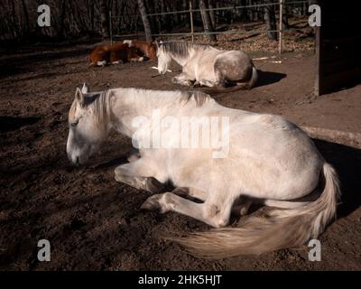 Gesamtansicht der weißen andalusischen Stute, der portugiesischen Pferderasse und der Kammstute, die in der Wintersonne schlafen. Stockfoto