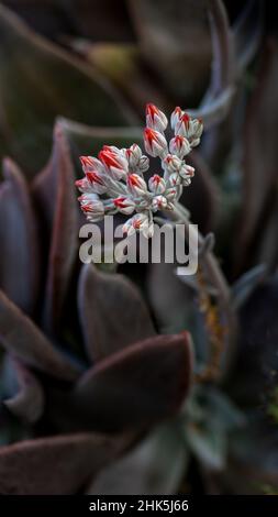 Canyon Live-Forever, Dudleya Cymosa, Nahaufnahme von Blumen von der Seite aus gesehen. Diese Pflanze ist eine Sukulente, die auch als Hühner und Küken bekannt ist Stockfoto