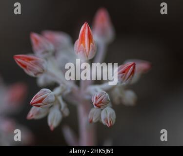 Canyon Live-Forever, Dudleya Cymosa, Nahaufnahme von Blumen von der Seite aus gesehen. Diese rote Blume stammt aus einer Sukkkkulente. Stockfoto