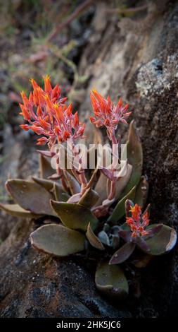 Hens and Chicks Canyon Live-Forever, Dudleya Cymosa, Nahaufnahme von Blumen an einem Felsen, von der Seite betrachtet. Diese rote Blume ist eine Sukkkulente. Stockfoto