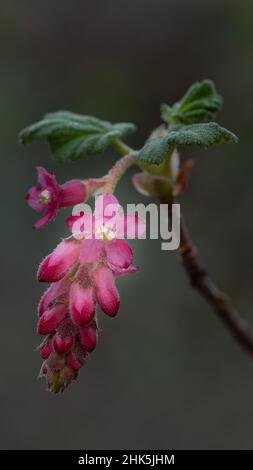 Rosa Blüten der Chaparral Currant, Ribes malvaceum, in der Natur in Kalifornien, mit Blättern, vor grünem Bokeh Hintergrund Stockfoto