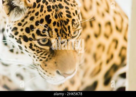 Leopard pantera padus kotiya Tier in einem Felsen Stockfoto