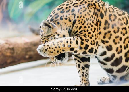 Leopard pantera padus kotiya Tier in einem Felsen Stockfoto