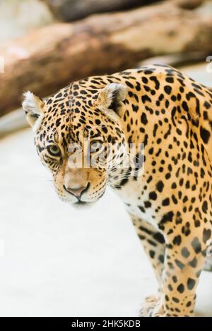 Leopard pantera padus kotiya Tier in einem Felsen Stockfoto