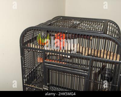 Senegal Papagei lateinischer Name Poicephalus senegalus schaut aus seinem Käfig Stockfoto
