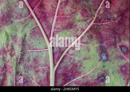 Nahaufnahme des verfallenden Rhabarberblattes. Stockfoto