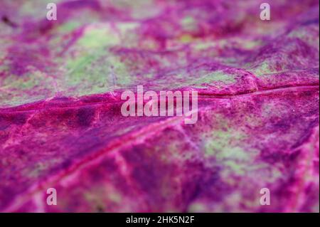 Nahaufnahme des verfallenden Rhabarberblattes. Stockfoto