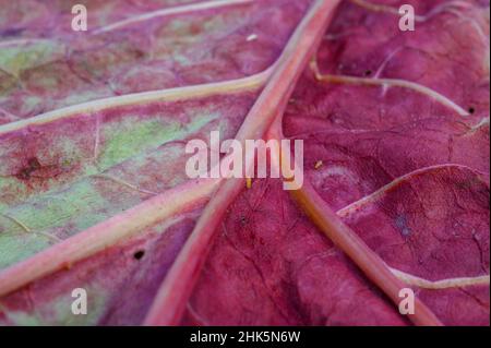 Nahaufnahme des verfallenden Rhabarberblattes. Stockfoto