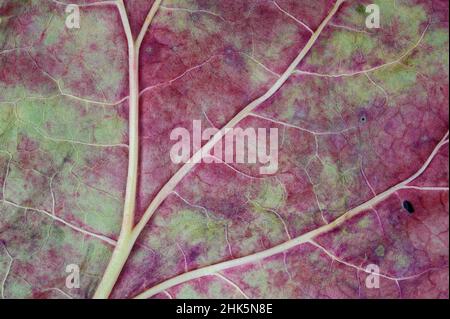 Nahaufnahme des verfallenden Rhabarberblattes. Stockfoto