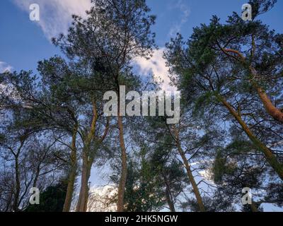 Schotte Kiefer in Januarsonne gegen einen kalten, blauen Himmel Stockfoto