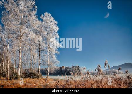 DE - BAYERN: Winter im Hoffilze Moor bei Bichl mit Stallauer Eck im Hintergrund Stockfoto
