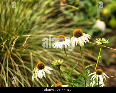 Magaritten Strauch frei gezeigt für grüne Gräser. Naturfoto Stockfoto