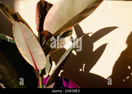 Nahaufnahme einer Ficus elastica-Pflanze Stockfoto