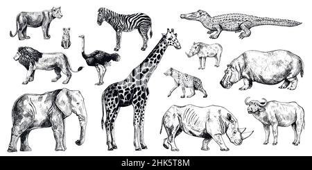 Setzen sie afrikanische Tiere isoliert auf weißem Hintergrund. Sammlung Giraffe, Elefant, Nashorn, Nilpferd, Büffel. Verschiedene Arten Säugetierzebra, Strauß, lio Stock Vektor