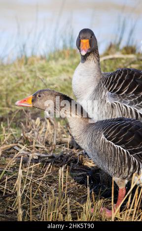 Britische Wasservögel; zwei Graugänse, aka Greylag-Gänse; Anser Anser, in Nahaufnahme, Suffolk UK Stockfoto