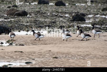 Brent-Gänse, branta bernicla, auf dem Speer in Heysham, Lancaster, Lancashire, Großbritannien. Ein Skar ist ein felsiger, intertidaler Lebensraum. Stockfoto