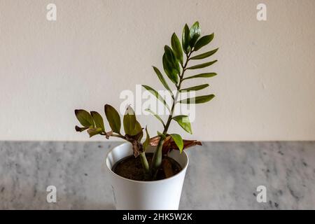 Zamioculas zamiifolia Pflanze Trocknen in Kälte und Frost Stockfoto