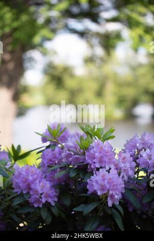 Rhododendron im Vordergrund und ein See und Bäume im Hintergrund Stockfoto