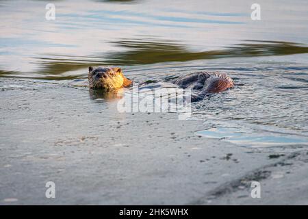 Flussotter (Lontra canadensis) schwimmt in der Nähe eines Blattes am Lake Almanor in Plumas County, Kalifornien, USA. Stockfoto