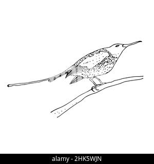 Sunbird Vektor-Illustration, Vogelfamilie Nectariniidae von Singvögeln, isoliert auf weißem Hintergrund Stock Vektor