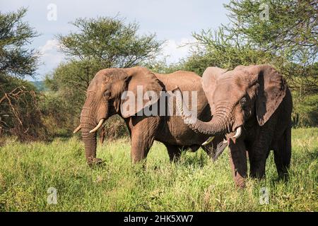 Zwei afrikanische Buschelefanten im Tarangire Nationalpark, Tansania. Afrikanische Savanne Elefant -das größte lebende terrestrische Tier. Stockfoto