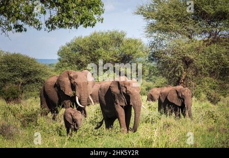 Die Herde afrikanischer Buschelefanten mit Kalb im Tarangire Nationalpark, Tansania. Afrikanische Savanne Elefant -das größte lebende terrestrische Tier Stockfoto