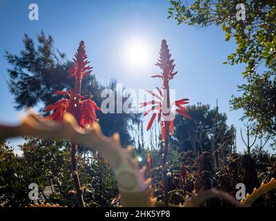 Aloe Vera, genannt Aloe, Acibar oder Barbados Aloe, ist eine sukkkkkkulente Art der Familie der Asphodelaceae. Stockfoto