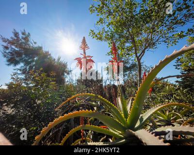 Aloe Vera, genannt Aloe, Acibar oder Barbados Aloe, ist eine sukkkkkkulente Art der Familie der Asphodelaceae. Stockfoto