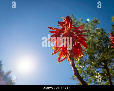 Aloe Vera, genannt Aloe, Acibar oder Barbados Aloe, ist eine sukkkkkkulente Art der Familie der Asphodelaceae. Stockfoto