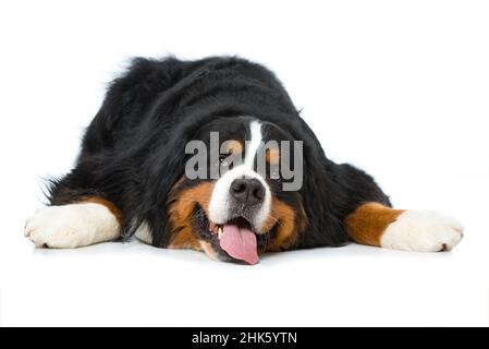Berner Berghund liegt isoliert auf weißem Hintergrund Stockfoto