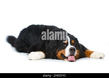 Berner Berghund liegt isoliert auf weißem Hintergrund Stockfoto