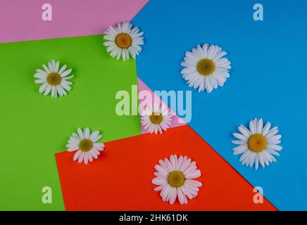 Viele Kamillenblüten in verschiedenen Größen liegen auf einem farbigen Hintergrund aus blau, rosa, rot, grün. Stockfoto