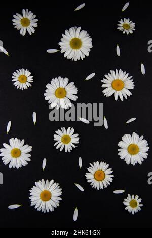 Viele Kamillenblüten unterschiedlicher Größe liegen auf schwarzem Hintergrund an verschiedenen Stellen, als ob verstreute, weiße Blütenblätter in der Nähe liegen Stockfoto