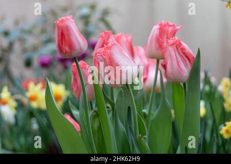 In einem Garten blühen rosa Tulpen, gesäumt von Auxerre Stockfoto