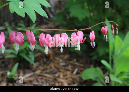 Blutende Herzen im Frühlingsgarten. Stockfoto