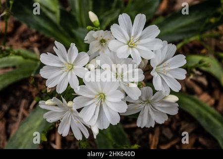 Weiße lewisia blüht in einem Frühlingsgarten. Stockfoto