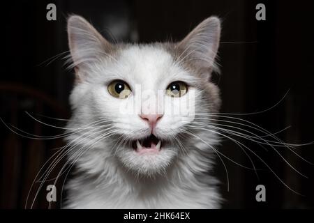 Lächelnde Katze namens Oliver mit vielen Whiskern. Stockfoto